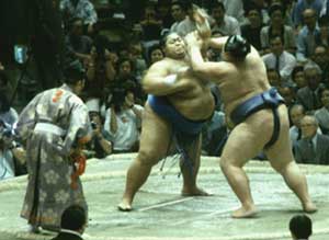 sumo